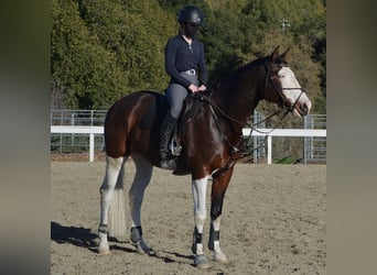 Koń holsztyński, Wałach, 9 lat, 170 cm, Izabelowata