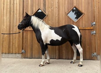 Koń huculski, Klacz, 10 lat, 136 cm, Srokata