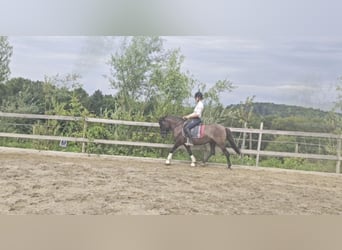 Koń huculski, Klacz, 10 lat, 140 cm, Kara