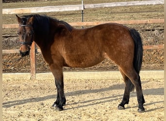 Koń huculski, Klacz, 10 lat, 143 cm, Gniada