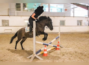 Koń huculski, Klacz, 10 lat, 143 cm, Grullo
