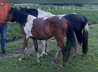 Koń huculski, Klacz, 2 lat, 134 cm, Tobiano wszelkich maści