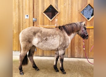 Koń huculski, Klacz, 3 lat, 138 cm, Bułana