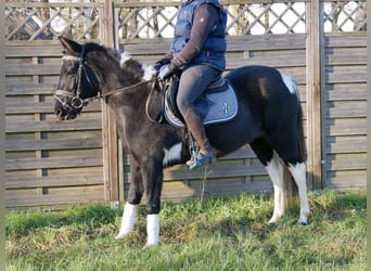 Koń huculski, Klacz, 4 lat, 140 cm
