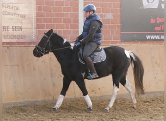 Koń huculski, Klacz, 4 lat, 140 cm