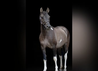 Koń huculski, Klacz, 4 lat, 140 cm, Srokata