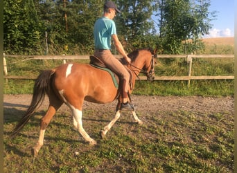 Koń huculski, Klacz, 5 lat, 140 cm, Srokata