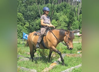 Koń huculski, Klacz, 5 lat, 142 cm, Bułana