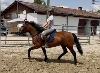 Koń huculski, Klacz, 5 lat, 143 cm, Gniada