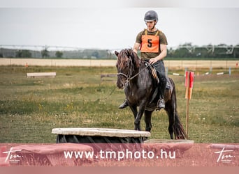 Koń huculski, Klacz, 6 lat, 140 cm, Kara