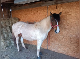 Koń huculski, Klacz, 7 lat, 135 cm, Srokata
