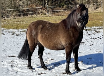 Koń huculski, Klacz, 8 lat, 136 cm, Grullo