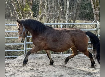 Koń huculski Mix, Klacz, 8 lat, 140 cm, Gniada