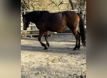 Koń huculski Mix, Klacz, 8 lat, 140 cm, Gniada