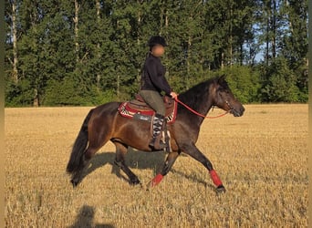 Koń huculski, Klacz, 8 lat, 144 cm, Ciemnogniada