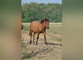 Koń huculski, Ogier, 1 Rok, 140 cm, Gniada
