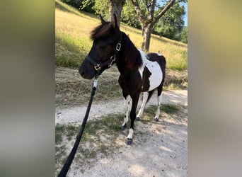 Koń huculski, Ogier, 1 Rok, 140 cm, Tobiano wszelkich maści