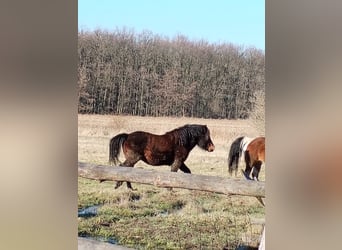 Koń huculski, Ogier, 3 lat, Ciemnokasztanowata