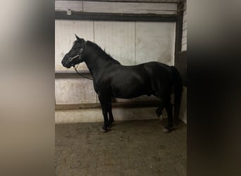 Koń huculski, Ogier, 6 lat, 145 cm, Kara