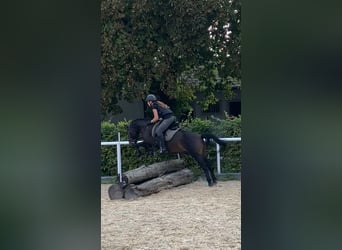 Koń huculski, Wałach, 12 lat, 138 cm, Ciemnogniada