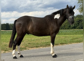 Koń huculski, Wałach, 3 lat, 144 cm, Srokata