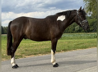 Koń huculski, Wałach, 3 lat, 144 cm, Srokata