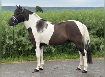 Koń huculski, Wałach, 3 lat, 144 cm, Srokata