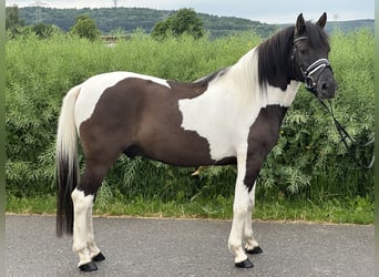 Koń huculski, Wałach, 3 lat, 144 cm, Srokata