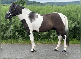 Koń huculski, Wałach, 3 lat, 144 cm, Srokata