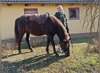 Koń huculski, Wałach, 3 lat, 145 cm, Jelenia