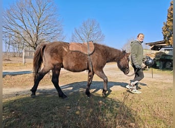 Koń huculski, Wałach, 3 lat, 145 cm, Jelenia