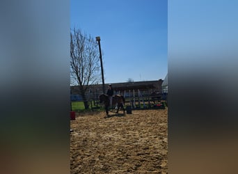 Koń huculski, Wałach, 3 lat, 145 cm, Jelenia