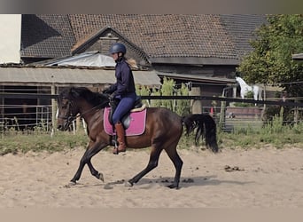 Koń huculski, Wałach, 4 lat, 133 cm, Gniada