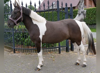 Koń huculski, Wałach, 4 lat, 135 cm, Srokata