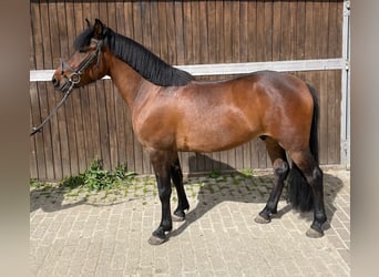 Koń huculski, Wałach, 4 lat, 138 cm, Gniada