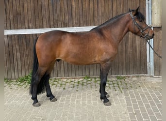 Koń huculski, Wałach, 4 lat, 138 cm, Gniada