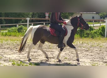 Koń huculski, Wałach, 4 lat, 138 cm, Srokata