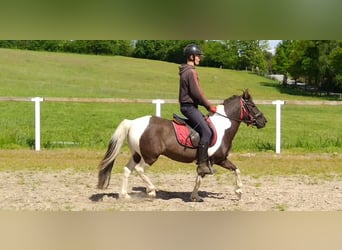 Koń huculski, Wałach, 4 lat, 138 cm, Srokata