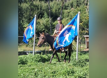 Koń huculski, Wałach, 4 lat, 147 cm, Ciemnogniada