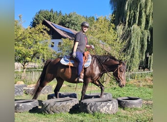 Koń huculski, Wałach, 4 lat, 147 cm, Ciemnogniada