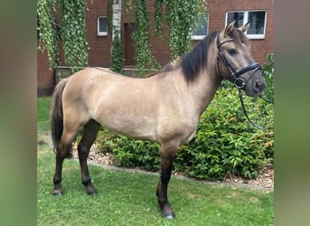Koń huculski, Wałach, 5 lat, 132 cm, Bułana