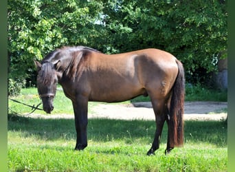 Koń huculski, Wałach, 5 lat, 145 cm, Bułana