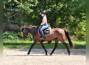 Koń huculski, Wałach, 5 lat, 145 cm, Bułana