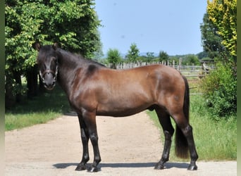 Koń huculski, Wałach, 5 lat, 145 cm, Bułana