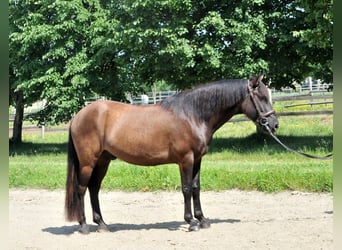 Koń huculski, Wałach, 5 lat, 145 cm, Bułana