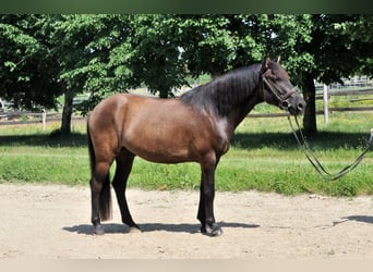 Koń huculski, Wałach, 5 lat, 145 cm, Bułana