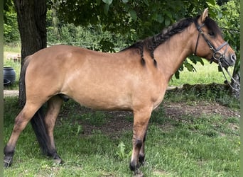Koń huculski, Wałach, 5 lat, 145 cm, Gniada