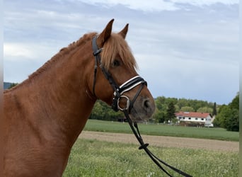 Koń huculski, Wałach, 6 lat, 140 cm, Kasztanowata