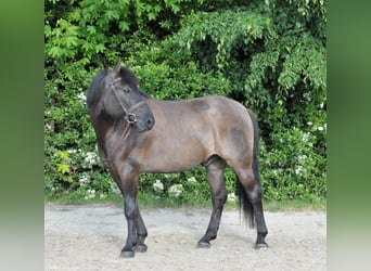 Koń huculski, Wałach, 6 lat, 147 cm, Bułana