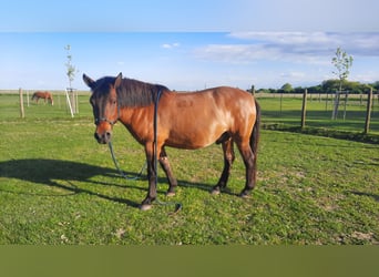 Koń huculski, Wałach, 7 lat, 138 cm, Gniada